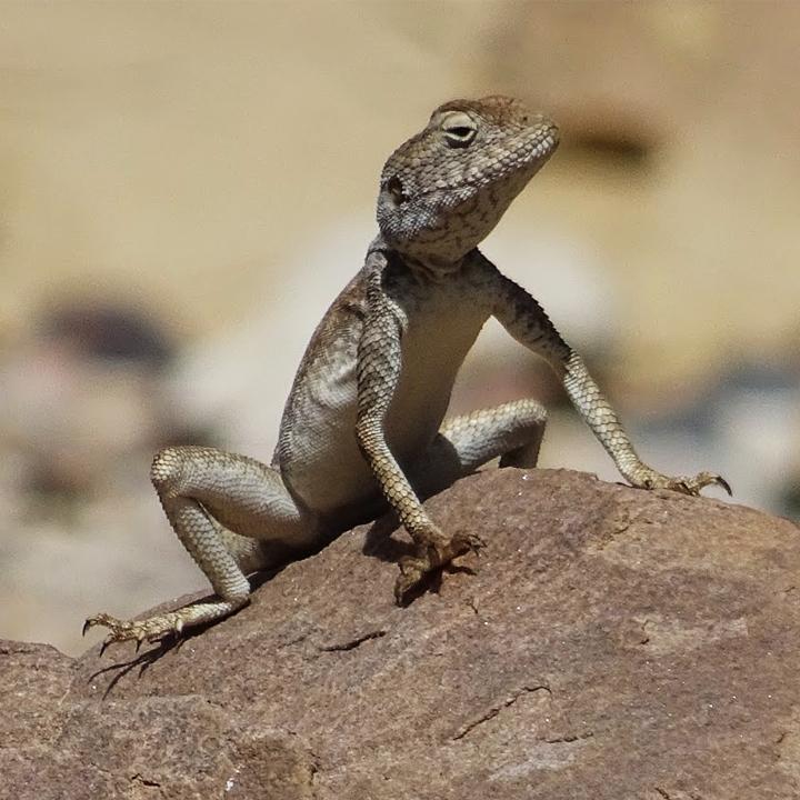 Wildlife Holidays