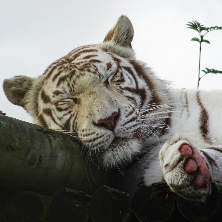 Safari Holidays